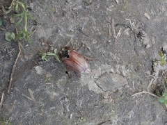 Melolontha melolontha