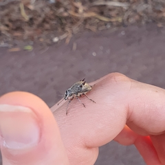 Catasarcus spinipennis