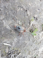 Melolontha melolontha