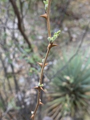 Mimosa aculeaticarpa biuncifera