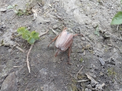 Melolontha melolontha