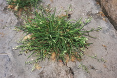 Poa annua