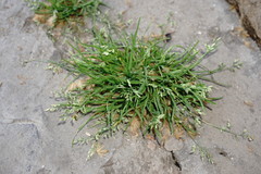 Poa annua