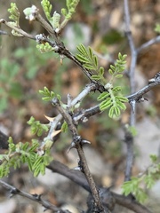 Mimosa aculeaticarpa biuncifera