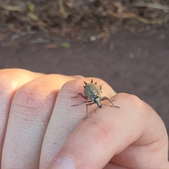 Catasarcus spinipennis