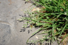 Poa annua