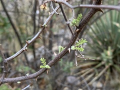 Mimosa aculeaticarpa biuncifera