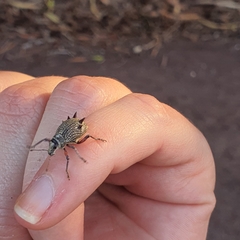 Catasarcus spinipennis