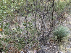 Mimosa aculeaticarpa biuncifera