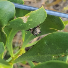 Catasarcus spinipennis