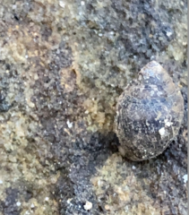 Ophicardelus
