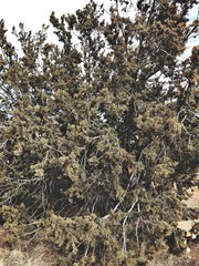 Juniperus coahuilensis