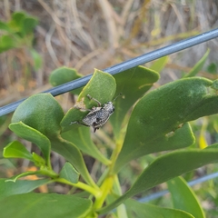 Catasarcus spinipennis