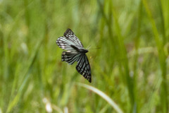 Hestina assimilis assimilis