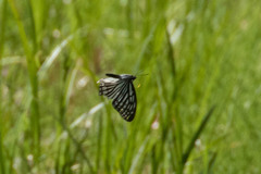 Hestina assimilis assimilis