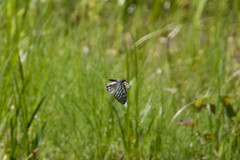 Hestina assimilis assimilis