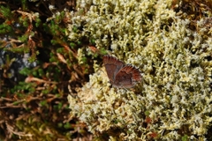 Callophrys mossii