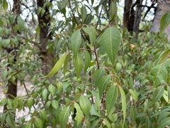 Rhus virens