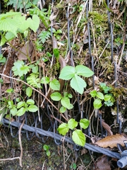 Euprepiophis conspicillata