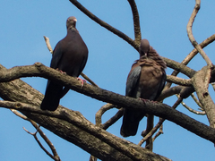 Patagioenas flavirostris