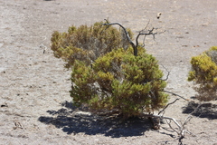 Arthroceras subterminale