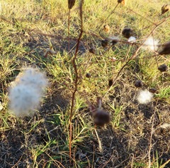Eriospermum lanceifolium