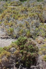 Arthroceras subterminale