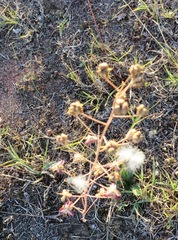 Eriospermum lanceifolium