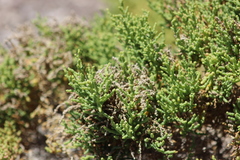 Arthroceras subterminale