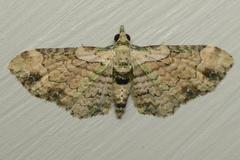 Chloroclystis sphragitis