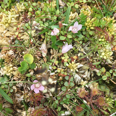 Lysimachia tenella