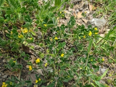 Medicago praecox