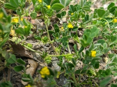 Medicago praecox
