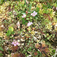 Lysimachia tenella