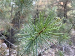 Pinus cembroides bicolor
