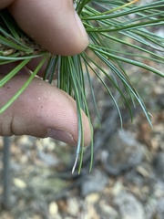 Pinus cembroides bicolor