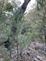 Pinus cembroides bicolor