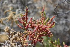 Arthroceras subterminale