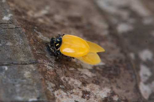 Convergent Lady Beetle, photo 7 of 9