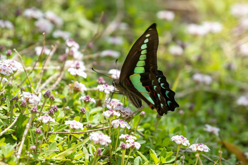 Common Bluebottle photo 5