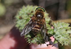 Stonemyia californica