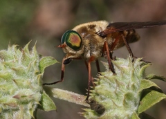 Stonemyia californica