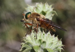 Stonemyia californica