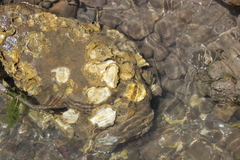 Crassostrea rhizophorae