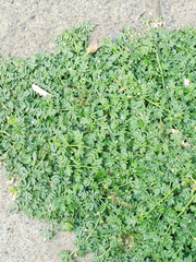 Kallstroemia pubescens