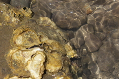 Crassostrea rhizophorae