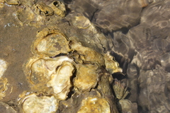 Crassostrea rhizophorae