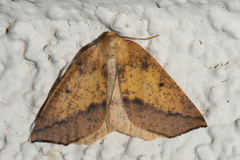 Neoterpes edwardsata