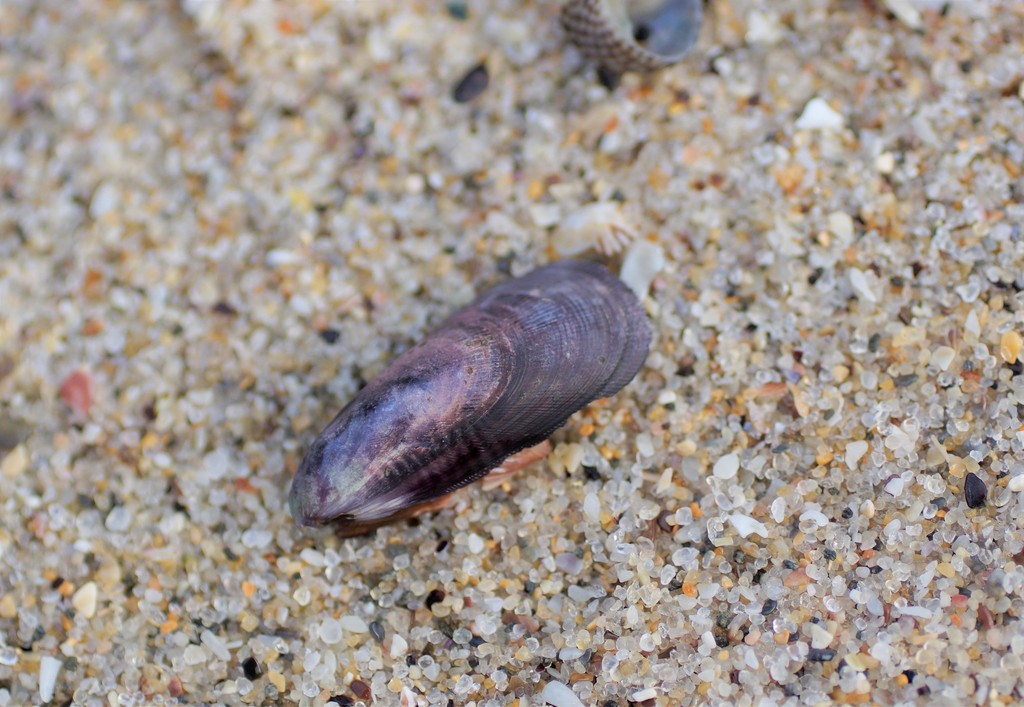Austromytilus rostratus