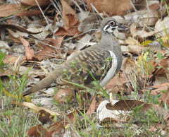 Geophaps scripta peninsulae